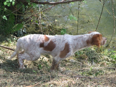 du ker de l'isle - chiots disponibles