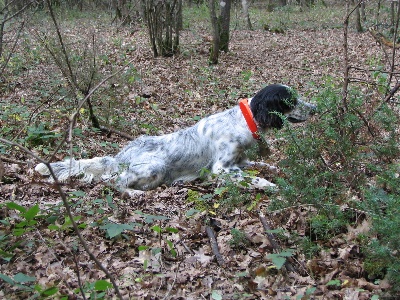 du ker de l'isle - chiens débourrés prêts à chasser